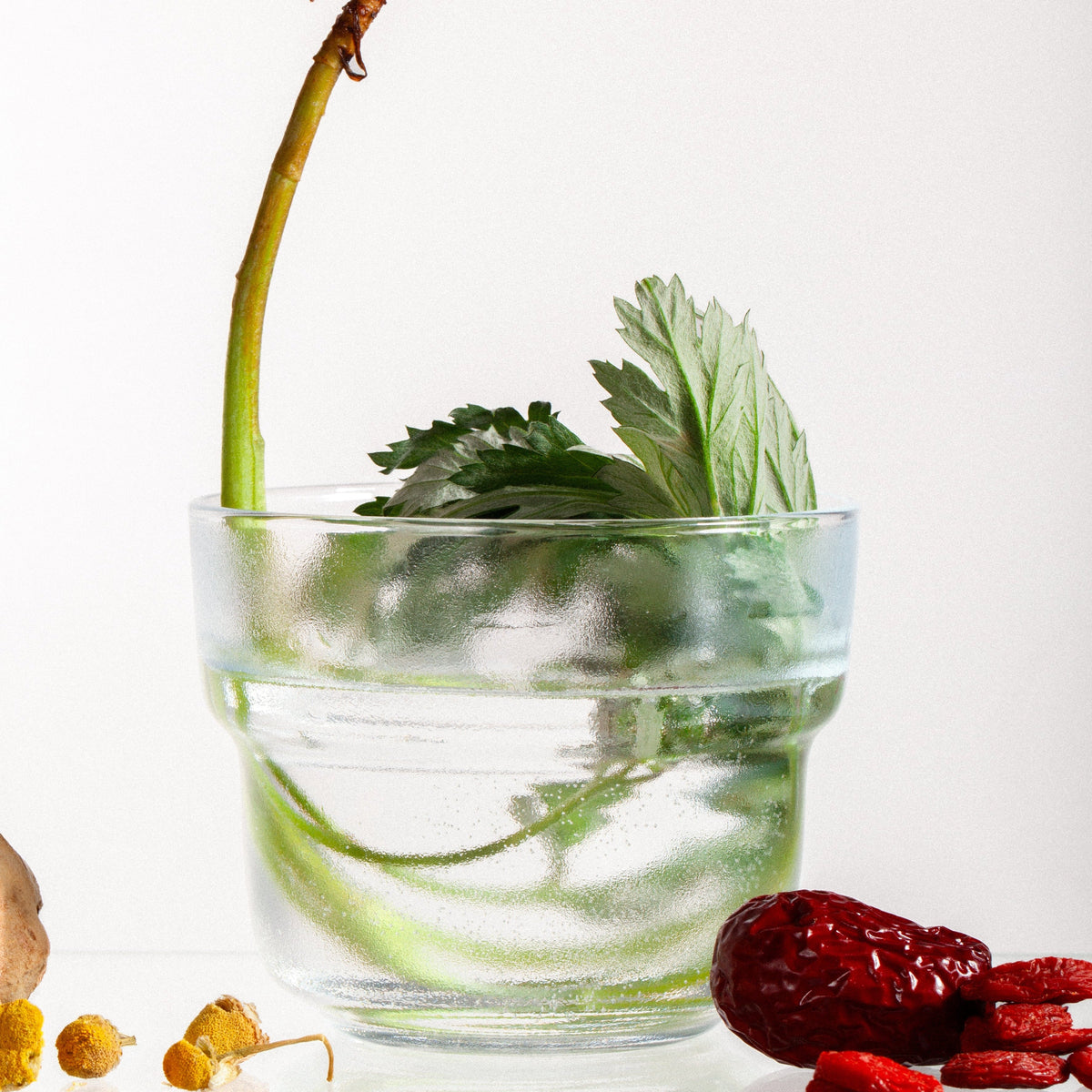 A clear glass cup filled with water, containing a fresh mugwort stem with a brown root and several green leaves, styled with small dried chamomile flowers and red jujube dates on a white background.